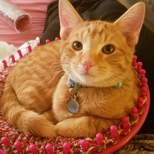 Meet your Posher, Tammie